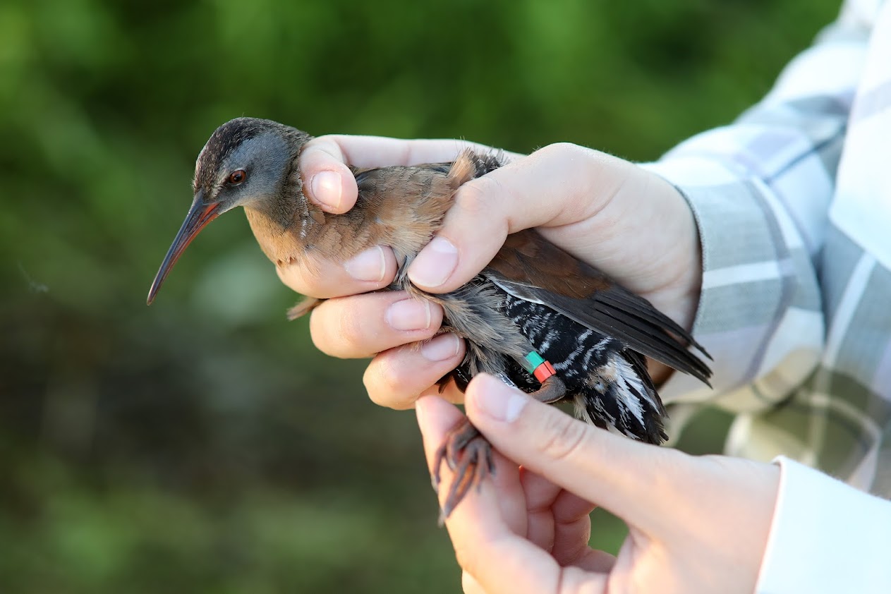 CMERC Virginia Rail.jpg